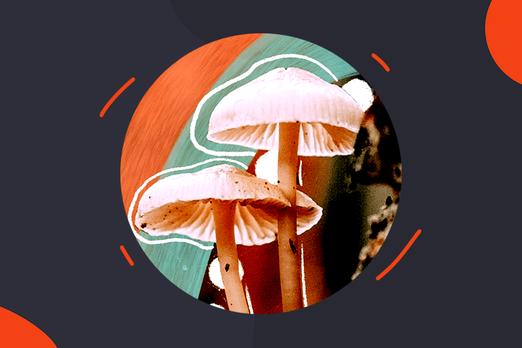 Mushrooms used In the beauty industry